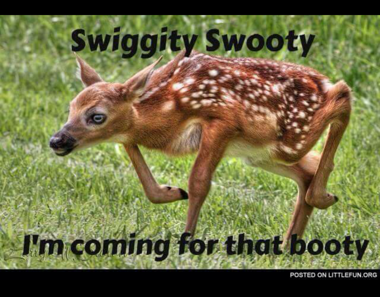 swiggity swooty deer